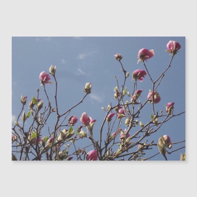 Pink Magnolia Buds (Front)