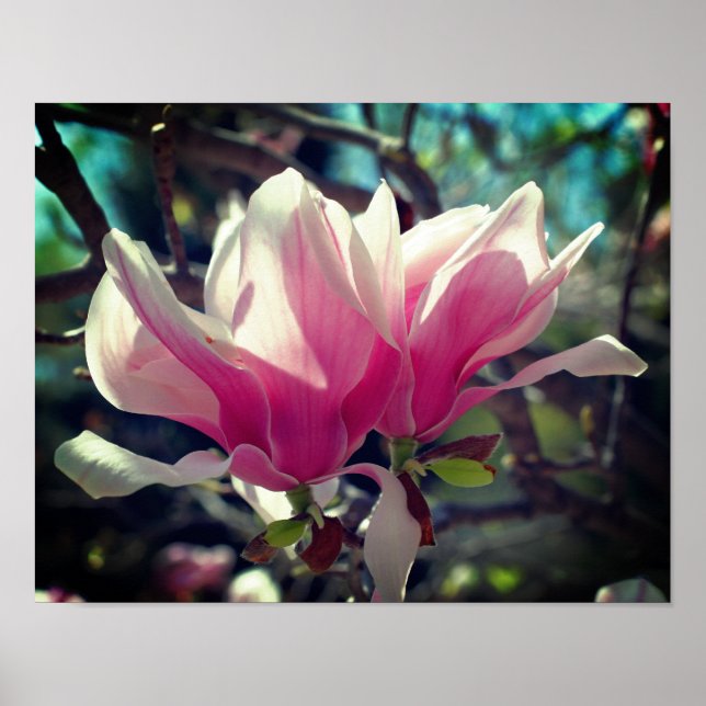 Pink Magnolia Flower Blossom Close Up Poster (Front)