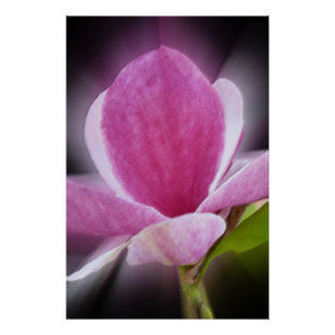 pink magnolia flower poster