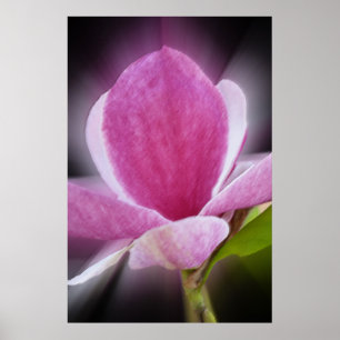 pink magnolia flower poster