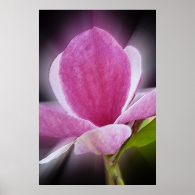 pink magnolia flower poster (Front)