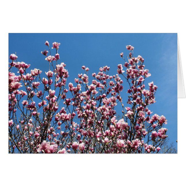 Pink Magnolia Flowers Blue Sky Note Card (Front Horizontal)