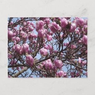 Pink Magnolia Flowers Postcard