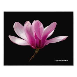 Pink Magnolia on Black Photo Print