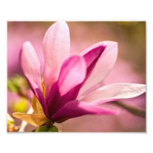 Pink Magnolia Photo Print