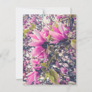 Pink Magnolia  Postcard