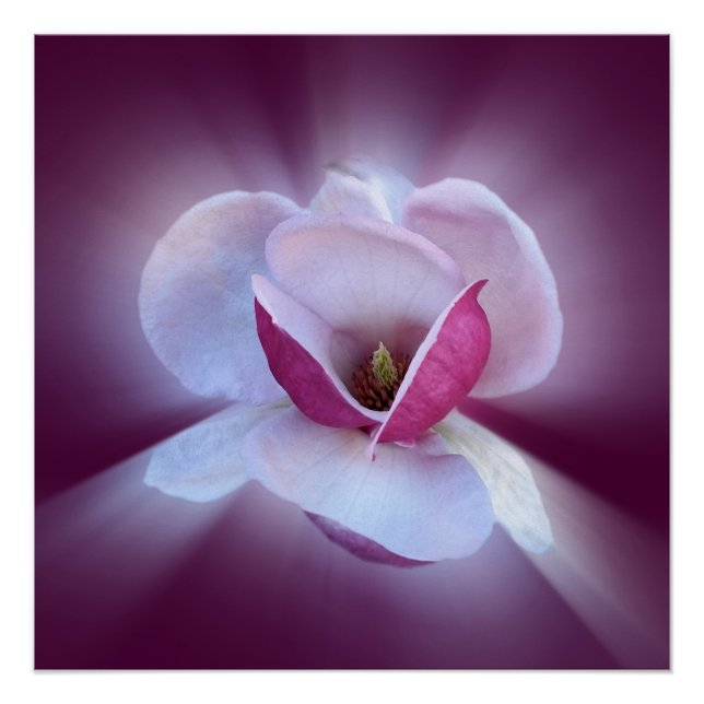 pink magnolia shades poster (Front)