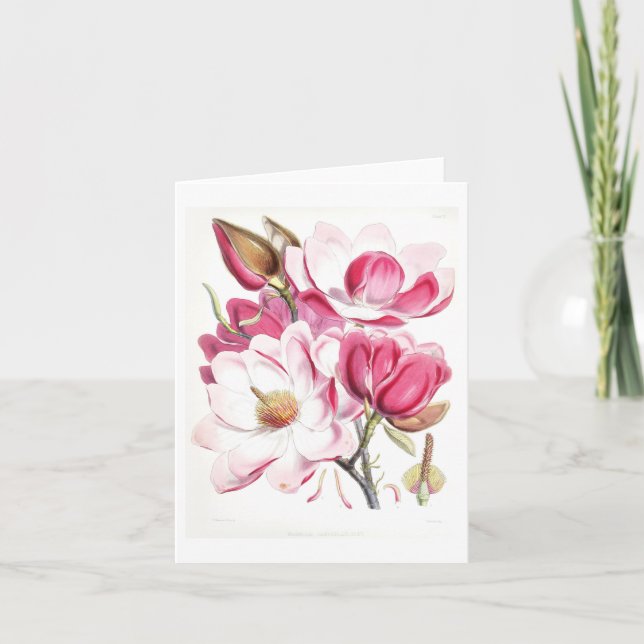 Pink Magnolia Vintage Botanical Note Card (Front)