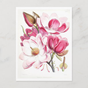 Pink Magnolia Vintage Botanical Postcard