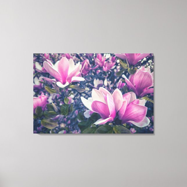 Pink Magnolias Canvas Print (Front)