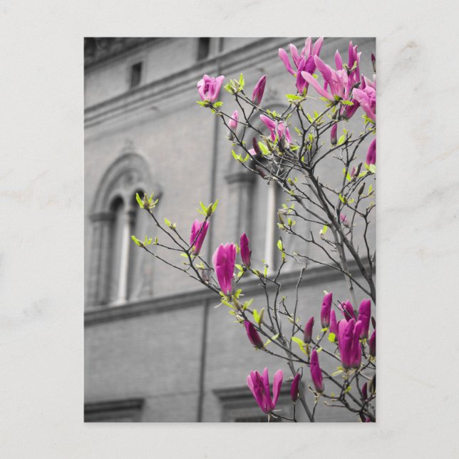 Pink Magnolias Postcard (Front)