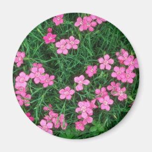 Pink Maiden Pink, (Dianthus Deltoides) flowers Magnet