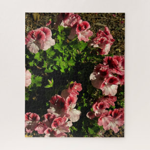 Pink Martha Washington Geranium, San Mateo Jigsaw Puzzle
