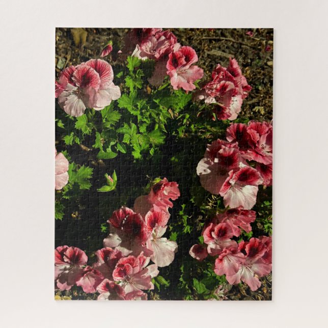 Pink Martha Washington Geranium, San Mateo Jigsaw Puzzle (Vertical)