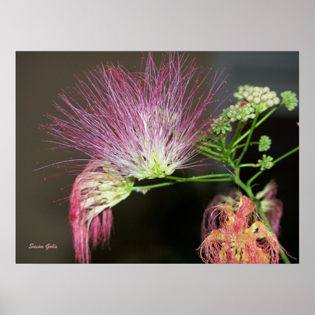 Pink Mimosa Flower with Brown Photo Poster (Front)