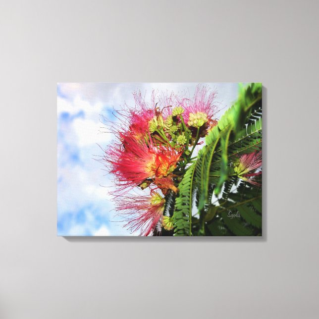 Pink Mimosa Flowering Tree  Canvas Print (Front)