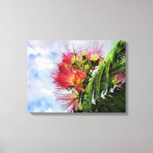 Pink Mimosa Flowering Tree Canvas Print