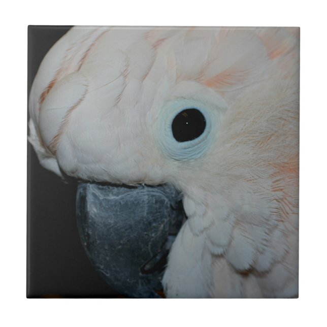Pink Moluccan Cockatoo Parrot Animal Tile (Front)
