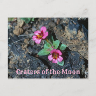 Pink Monkey Flower, Lava Rock, Craters of the Moon Postcard