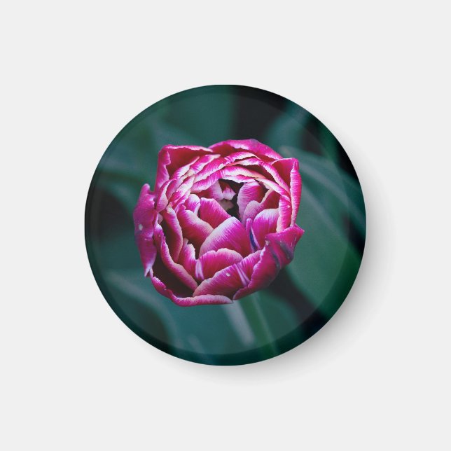 Pink moody tulip  magnet (Front)
