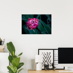 Pink moody tulip poster