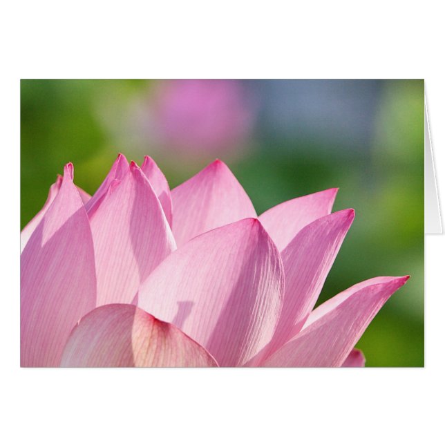 Pink Morning (Front Horizontal)