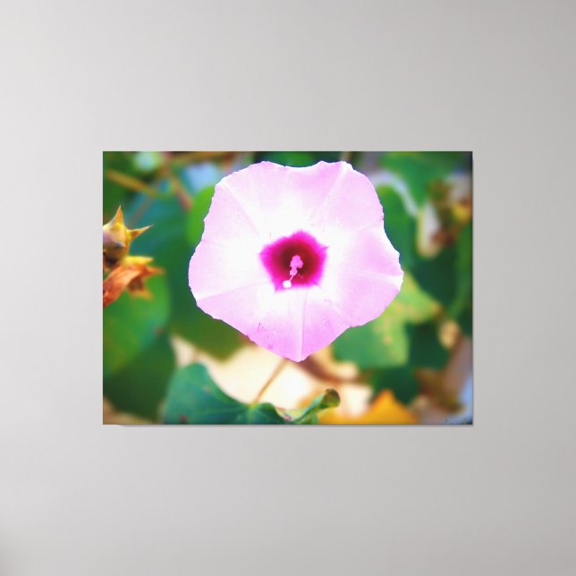 Pink Morning Glory Blossom Canvas Print (Front)