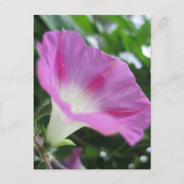 Pink Morning Glory Flower Postcard (Front)