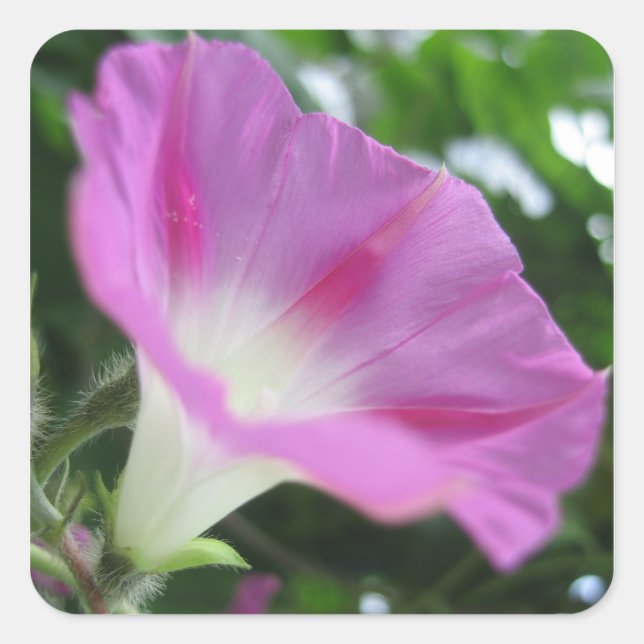 Pink Morning Glory Flower Square Sticker (Front)