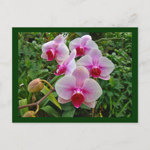 Pink Moth Orchids - Phalaenopsis Postcard