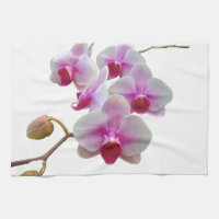 Pink Moth Orchids - Phalaenopsis