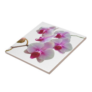 Pink Moth Orchids - Phalaenopsis Tile