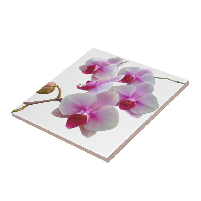Pink Moth Orchids - Phalaenopsis Tile (Side)