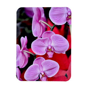 Pink moth orchids print magnet