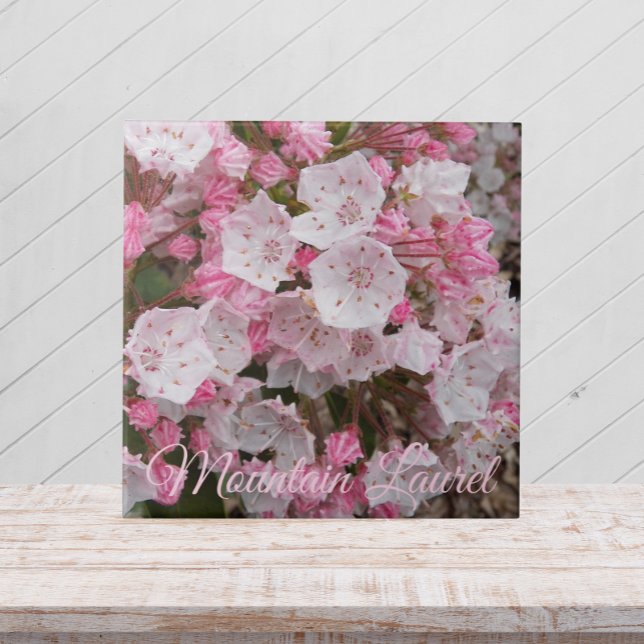 Pink Mountain Laurel Floral Ceramic Tile (In Situ)