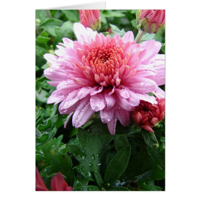 Pink Mums and Raindrops (Front)