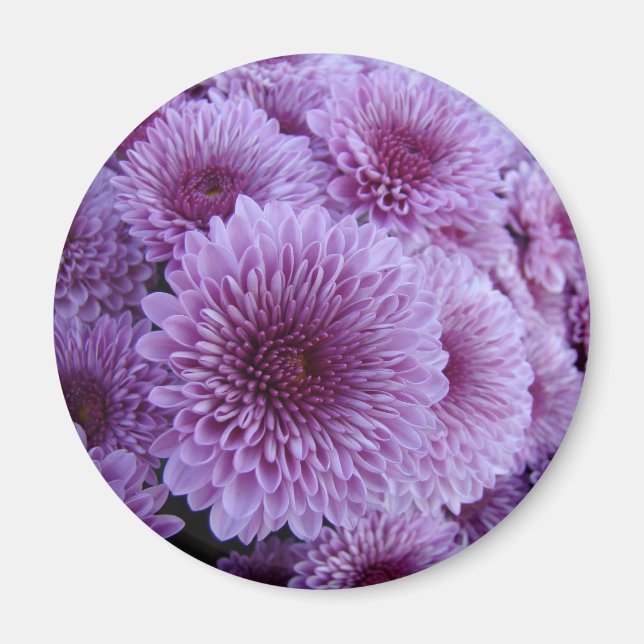 Pink Mums Magnet (Front)