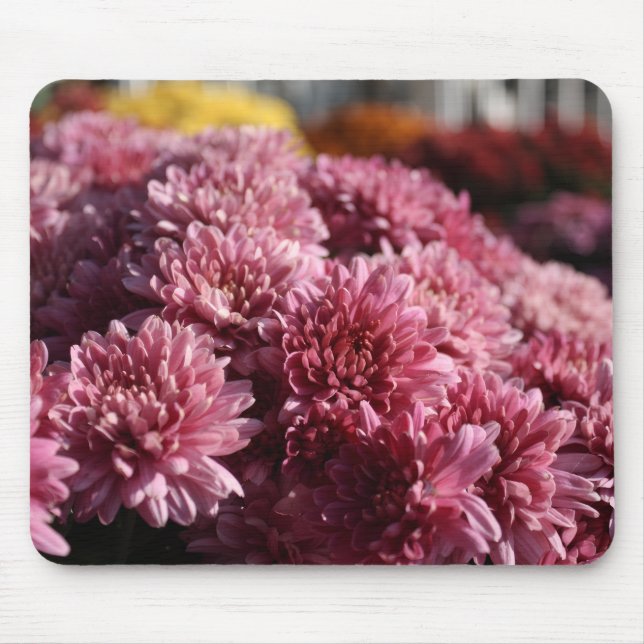 Pink Mums Photograph Beautiful Mouse Pad (Front)