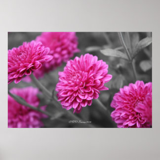 Pink Mums Poster
