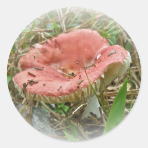 Pink Mushroom Coordinated Items Classic Round Sticker