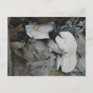 Pink Mushrooms Postcard