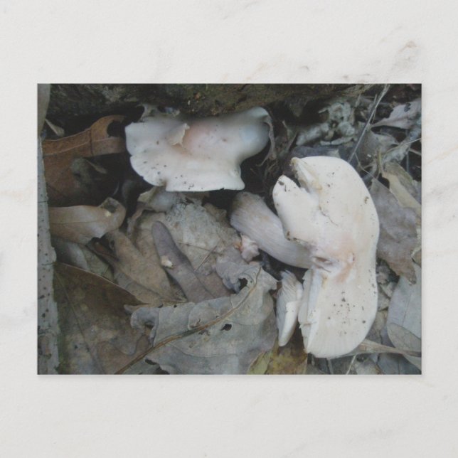 Pink Mushrooms Postcard (Front)