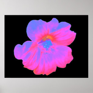Pink Nasturtium Print