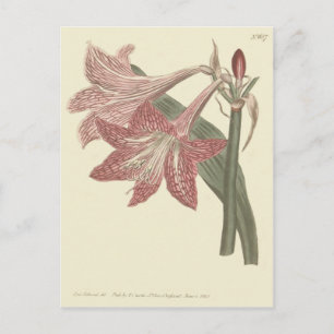 Pink Netted Veined Amaryllis Illustration Postcard
