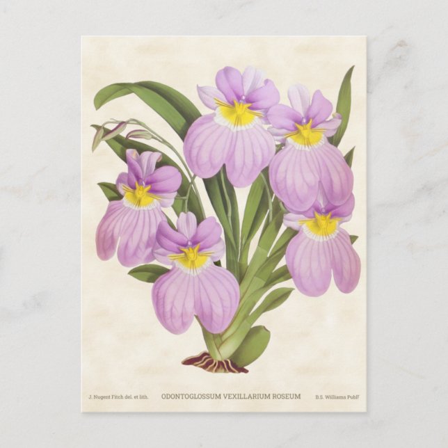 Pink Odontoglossum Orchid Vintage Botanical Postcard (Front)