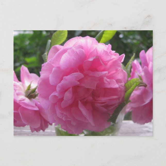 Pink Old Fashioned Roses Postcard (Front)