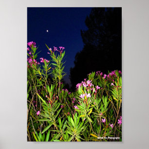Pink Oleander at Night Poster