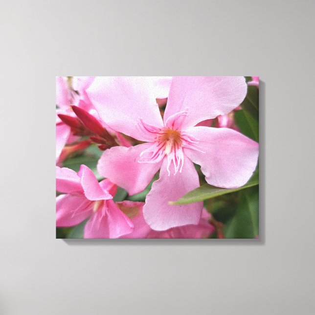 Pink Oleander Flower Canvas Print | Botanical Flor (Front)