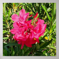 Pink Oleander Flower Photo