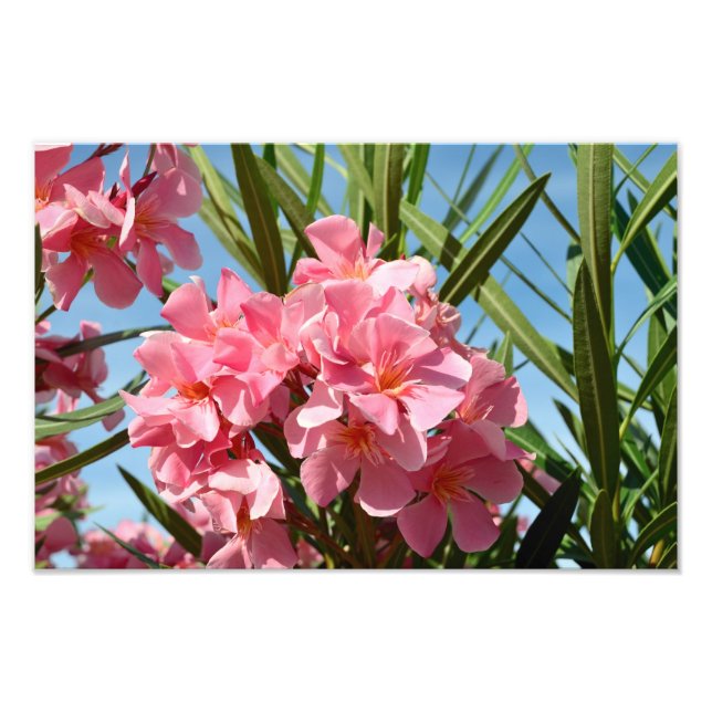 Pink oleander Photo Enlargement Print (Front)
